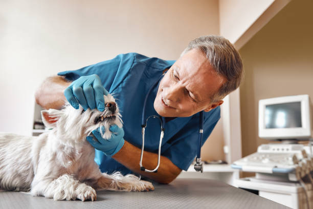 Best 24-Hour Emergency Dentist in Swede Heaven, WA